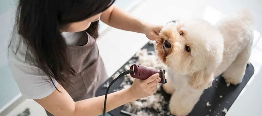 Best Dog Clippers For Maltese